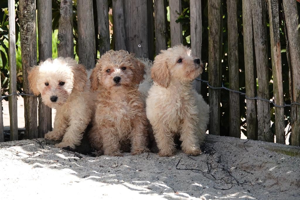 Dwergpoedel pups, Dieren en Toebehoren, Poedel, Parvo, België, 8 tot 15 weken