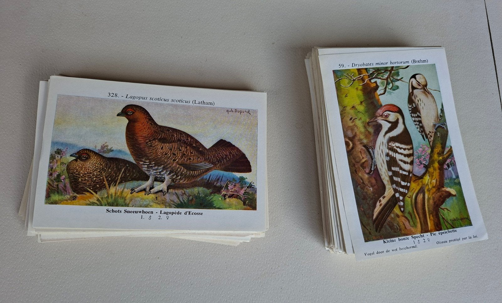 themakaarten vogels, Enlèvement ou Envoi, 1940 à 1960, Non affranchie