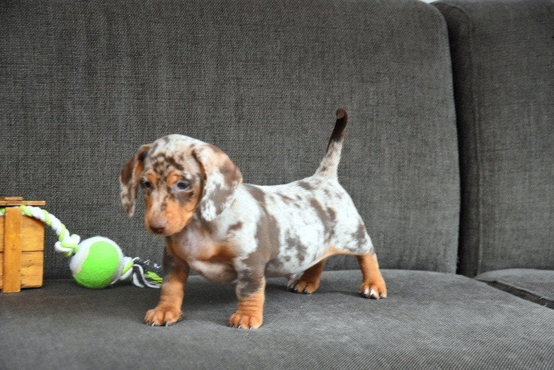 Kortharig Chocolat Merle Tricolor Teckel pupje, Maladie de Carré (chiens), Plusieurs, Nain, Belgique