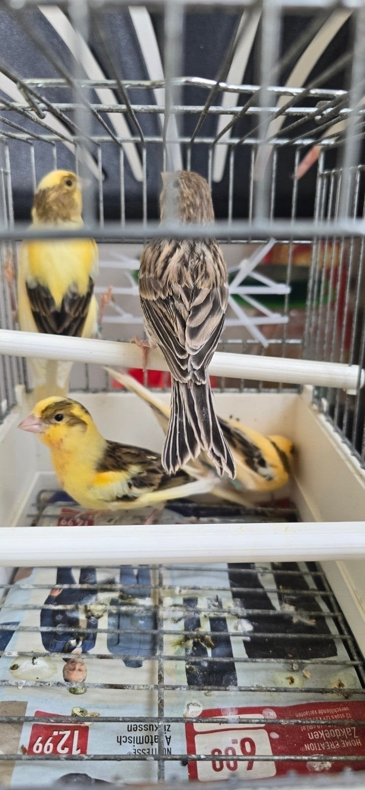 Kanarie 5/2/2026, Dieren en Toebehoren, Vogels | Kanaries