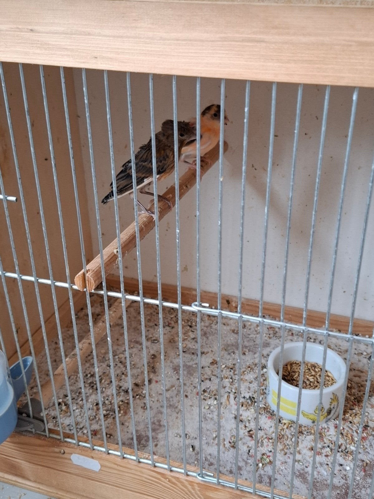 Kanarie s, Dieren en Toebehoren, Vogels | Kanaries