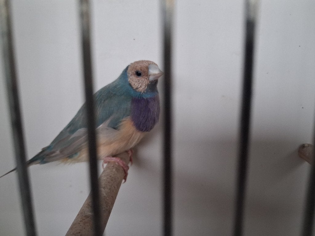 Gouldamadine blauw pastel, Dieren en Toebehoren, Vogels | Overige Vogels, Mannelijk, Tropenvogel, Geringd