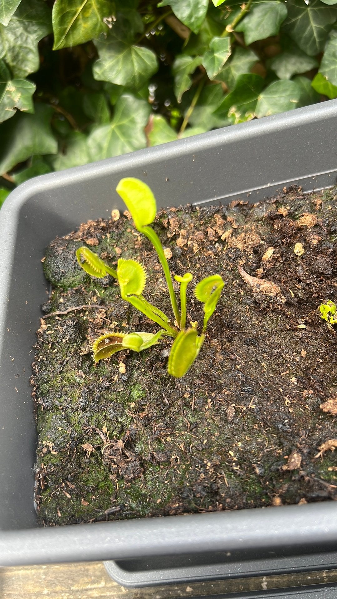 dionaea muscipula 'shark tooth', Ophalen of Verzenden