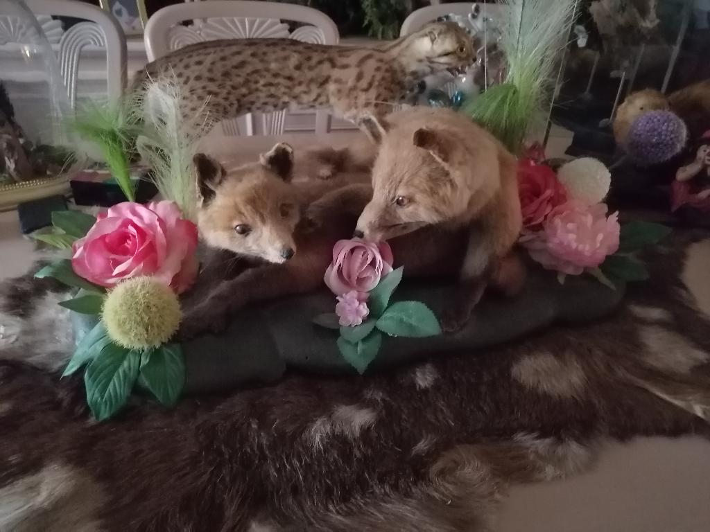 Taxidermy, Verzenden, Zo goed als nieuw, Overige soorten, Opgezet dier