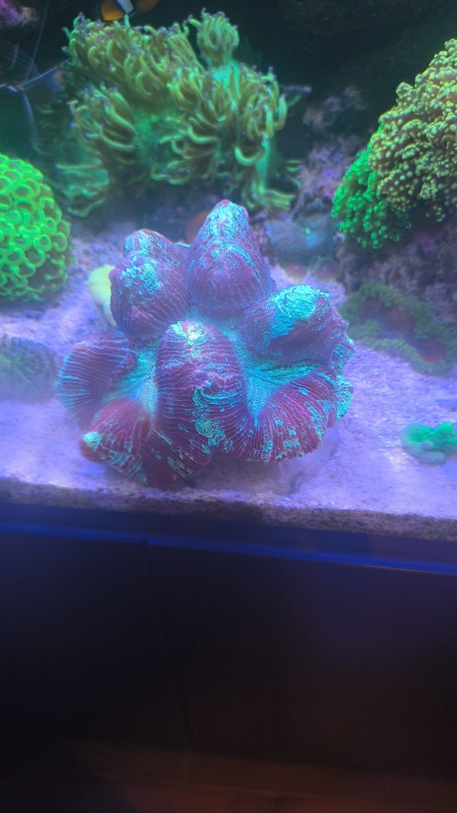 Trachyphyllia koraal, Autres types, Poisson de mer