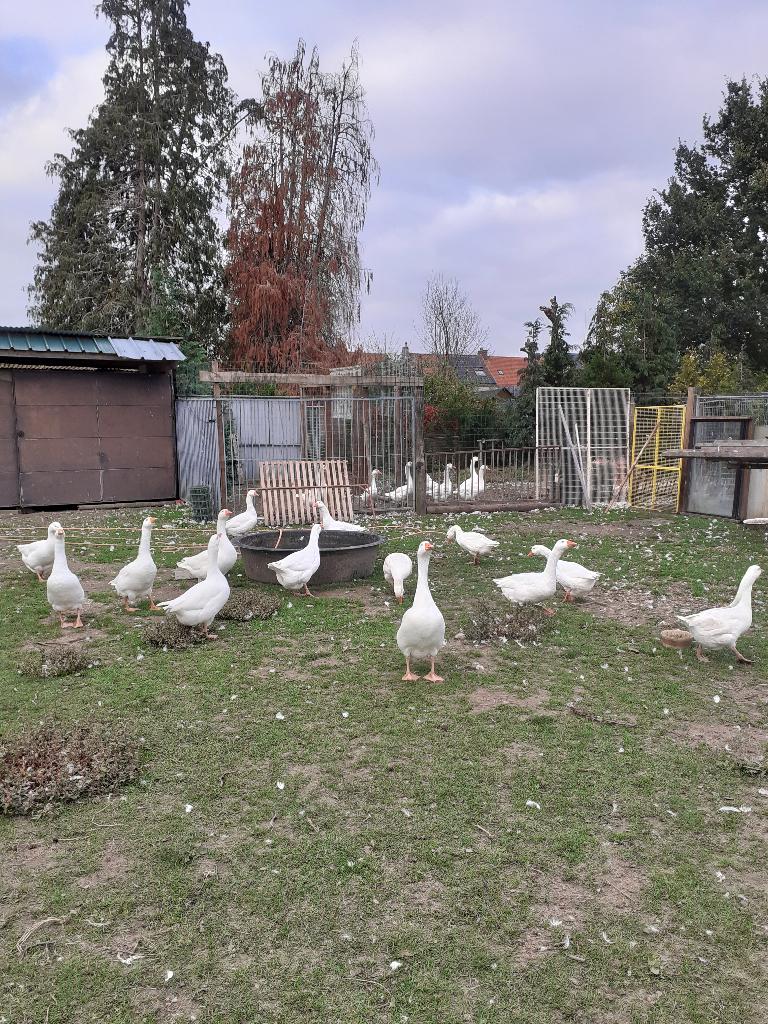 dieren en benodigdheden, Dieren en Toebehoren, Januari