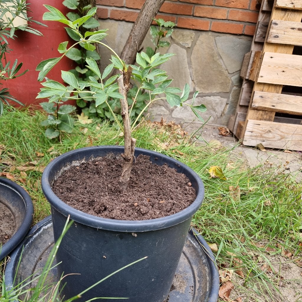 Meerjarige tuinplant Houtpioen, Eigen kweek, Witte bloemen, Ophalen of Verzenden, Struik