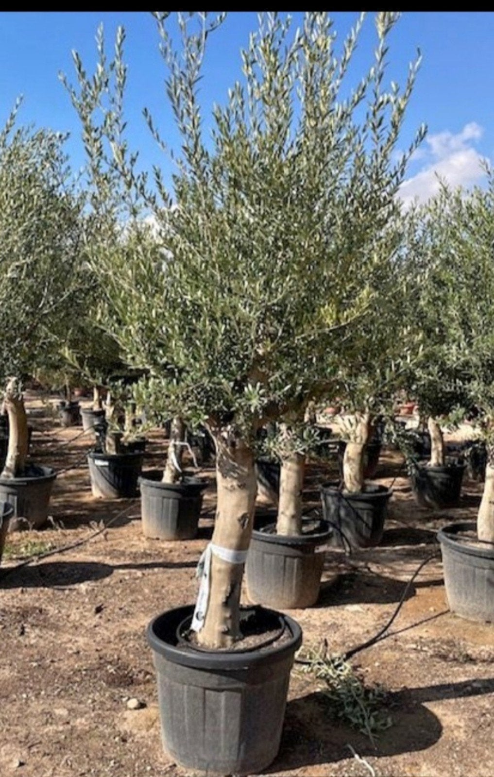 ‼️olijfbomen olea europaea aan stuntprijzen ‼️, Tuin en Terras, Ophalen