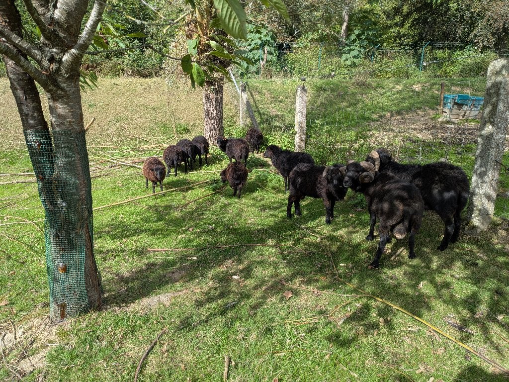 Ouessant-schapen, Dieren en Toebehoren, Januari