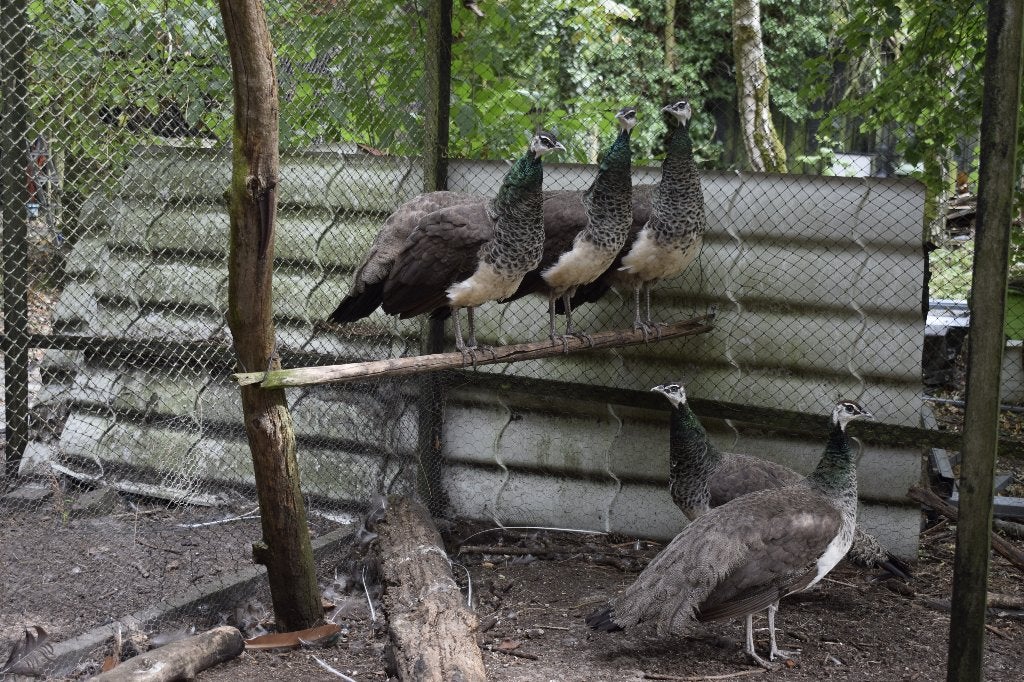 Groepje of trio pauwen zoekt goede thuis, Dieren en Toebehoren, Pluimvee, Meerdere dieren, Overige soorten