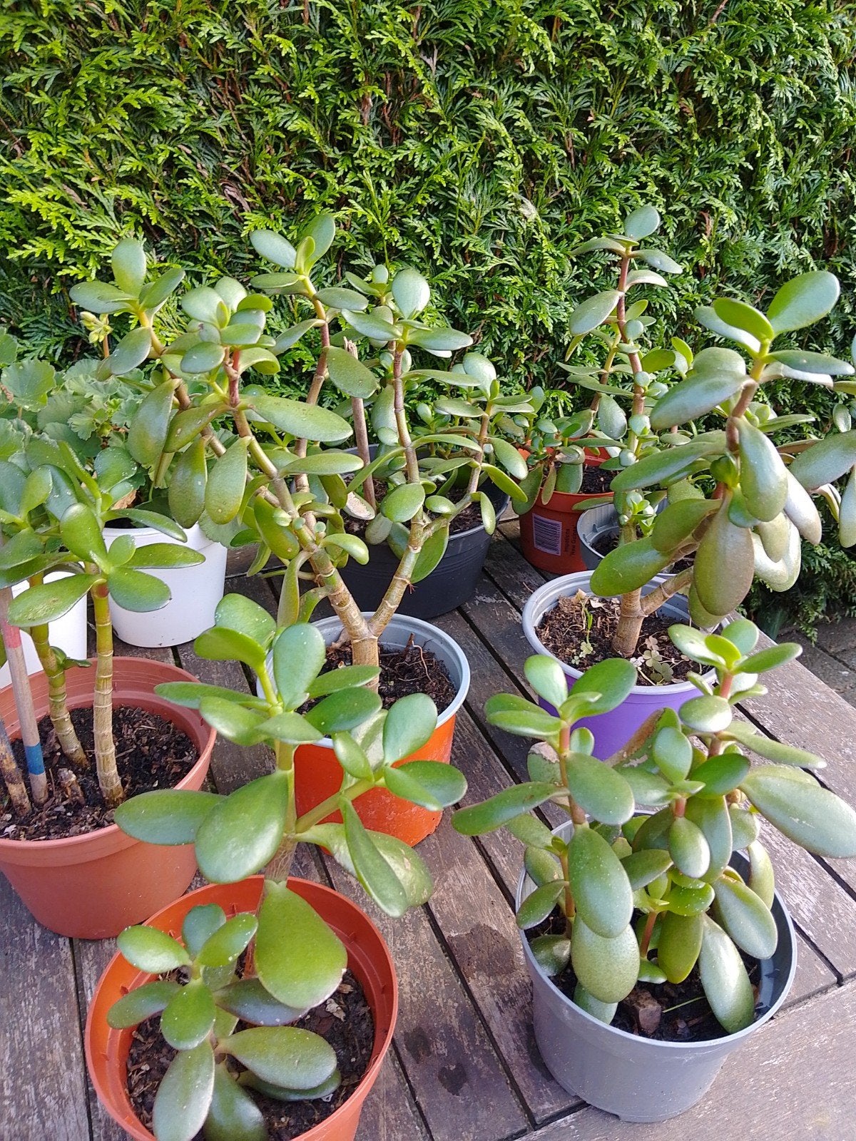 Jonge plantjes van Crasulla plantjes, Ophalen