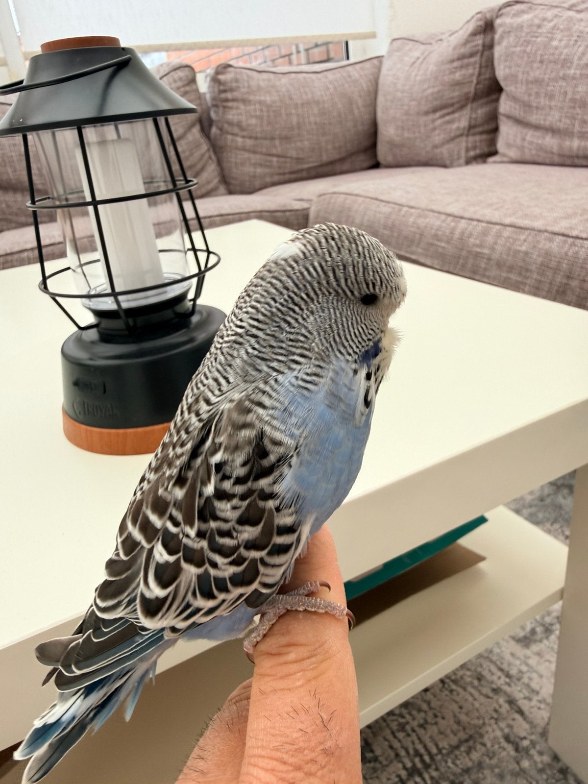 Engelse grasparkiet zeer tam, Dieren en Toebehoren, Geslacht onbekend, Tam