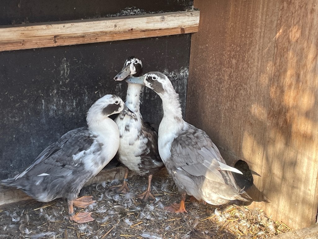Huttegemse eenden, Dieren en Toebehoren, Meerdere dieren, Eend