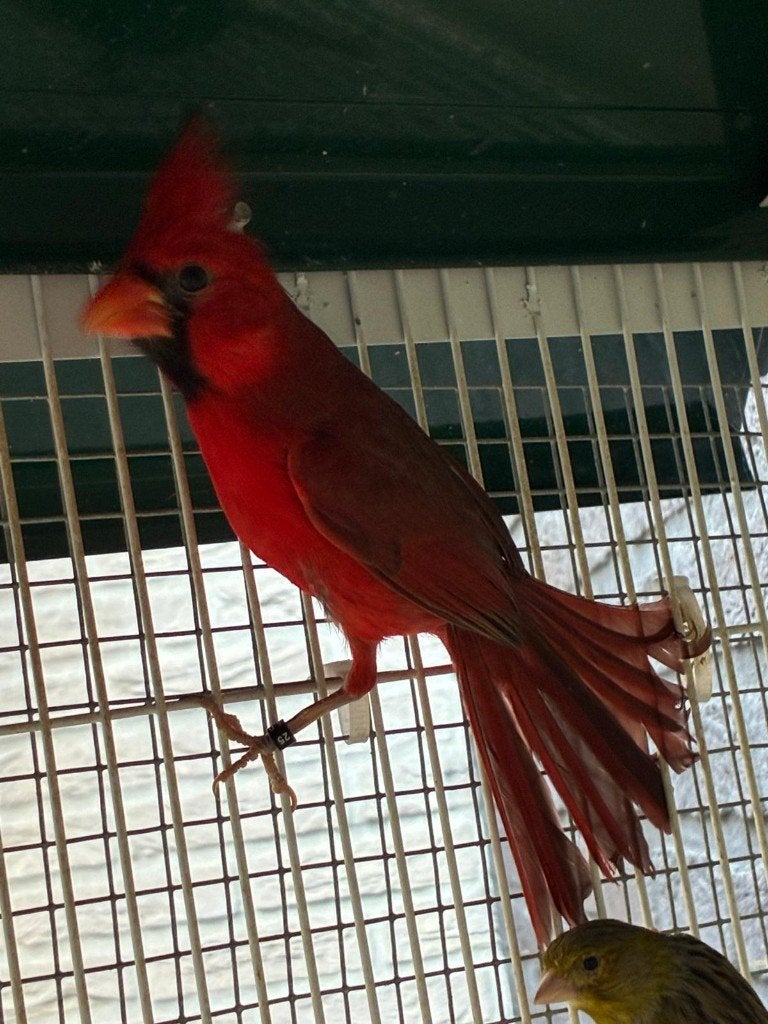 Rode kardinaal te koop, Mannelijk, Wildzangvogel, Geringd