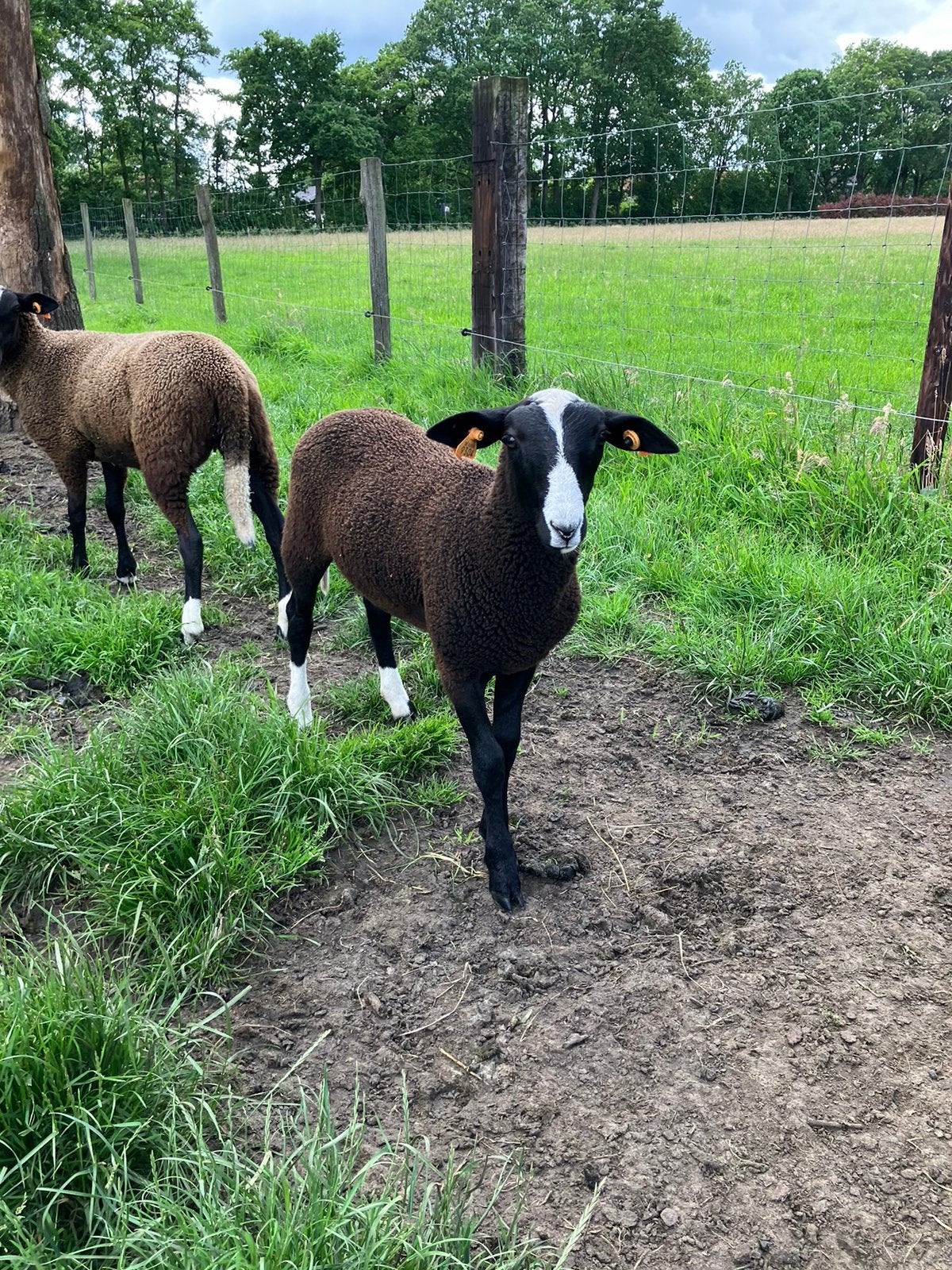 Zwartbles ram, Dieren en Toebehoren, Mannelijk, Schaap, 0 tot 2 jaar