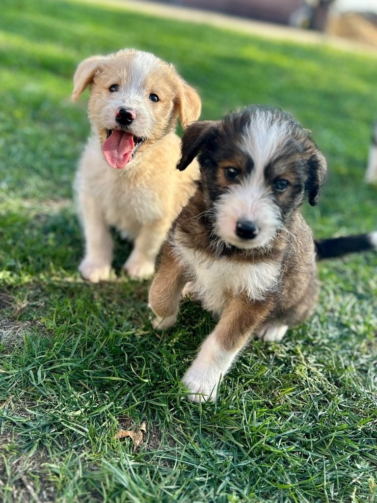 Leuke husky doodle pups, België, Overige rassen, CDV (hondenziekte), 8 tot 15 weken