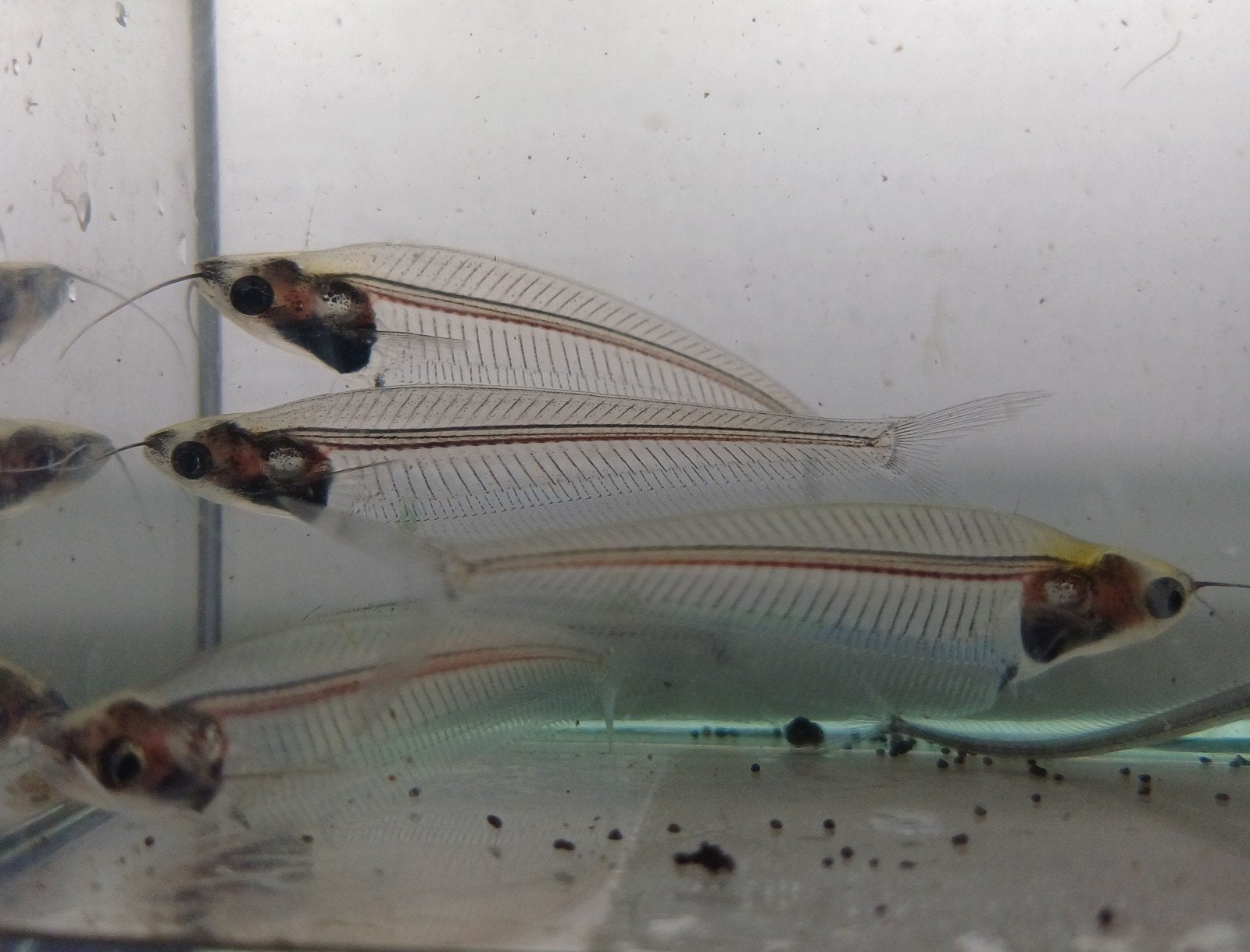 Hobbyaquarium Kryptopterus bicirrhis- Indische glasmeerval, Dieren en Toebehoren, Vis, Zoetwatervis, Schoolvis