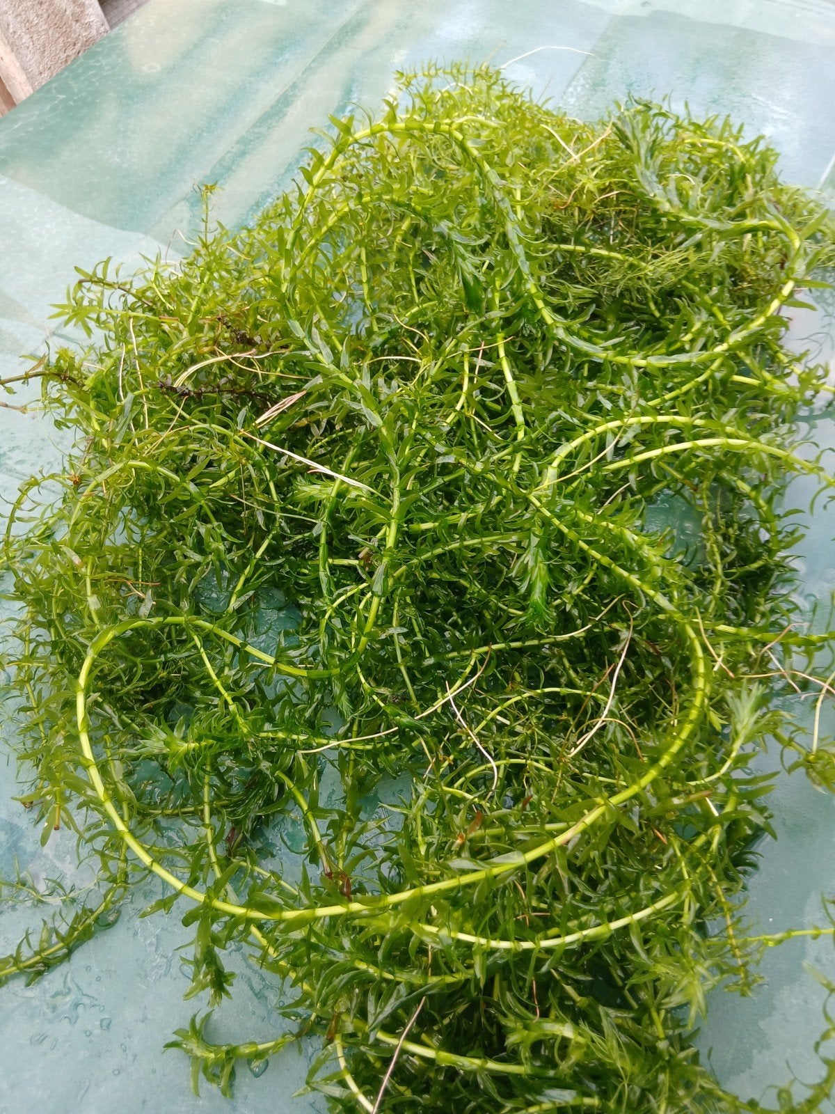 breede waterpest, Dieren en Toebehoren