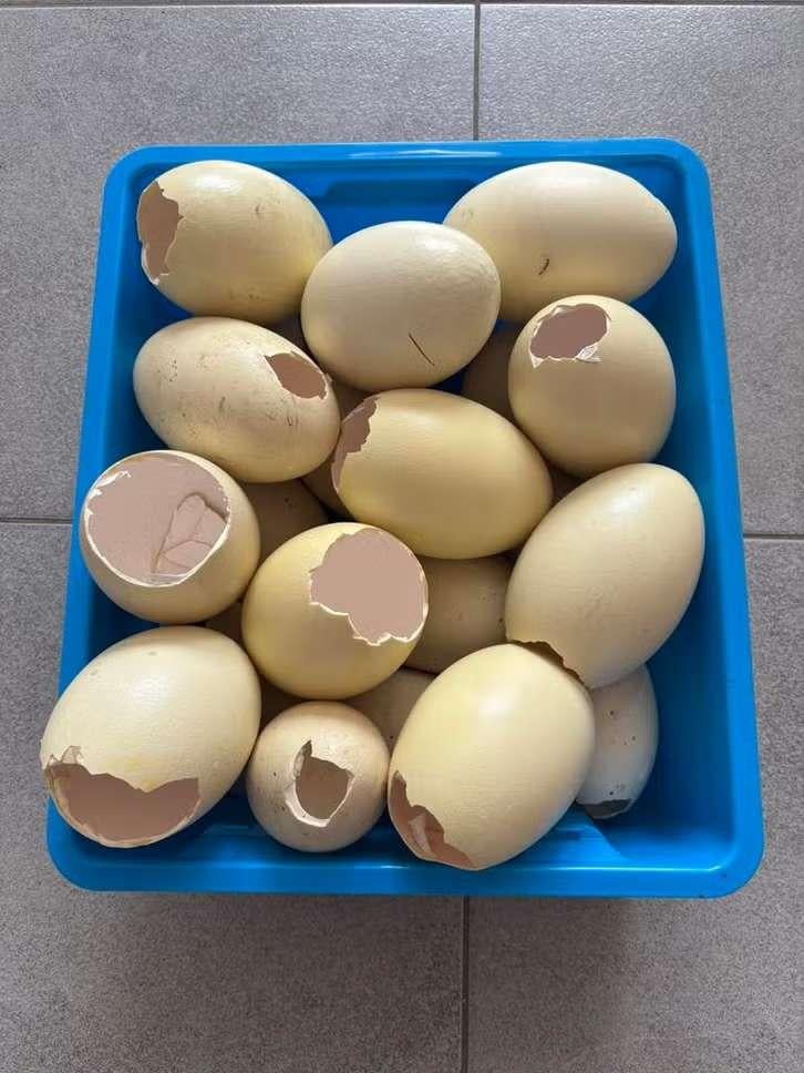 Lege nandoe eieren voor versiering, Beige, Enlèvement, Autres marques, Matériel de bricolage
