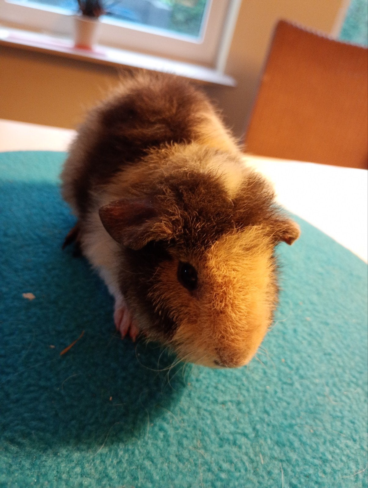us Teddy zeugje., Animaux & Accessoires, Domestique, Septembre, Cobaye, Femelle