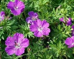 Geranium Max Frei, Jardin & Terrasse, Enlèvement, Mi-ombre