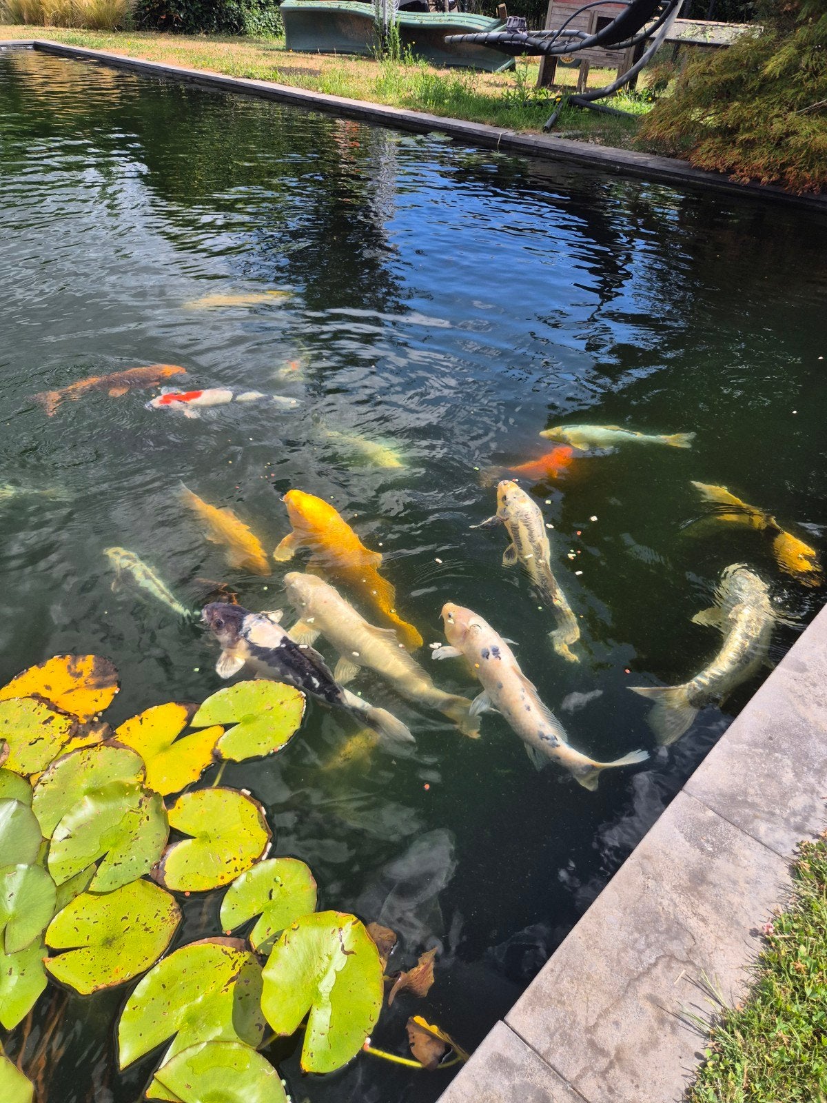 Koi uit te kiezen, Dieren en Toebehoren, Vissen | Vijvervissen