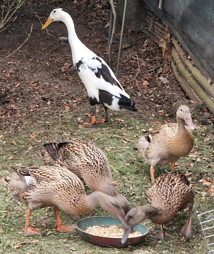 Loopeend broedeieren. Vader zw/wit, moeders wildkleur., Geslacht onbekend, Eend