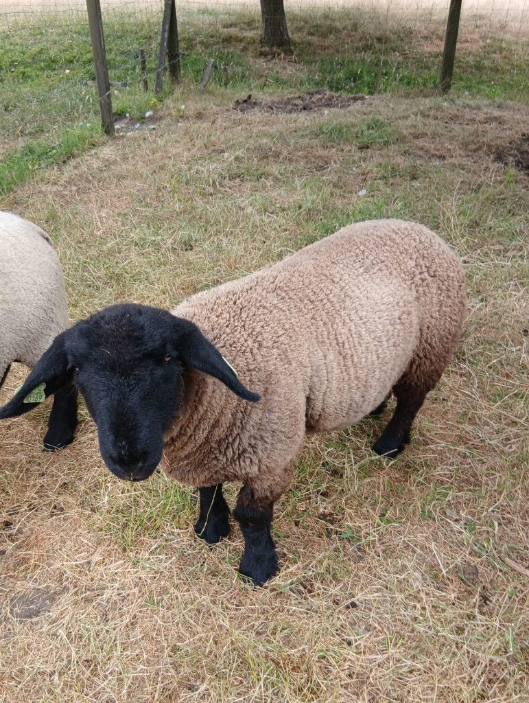 TE KOOP: SUFFOLK OOILAM, Januari, Vrouwelijk
