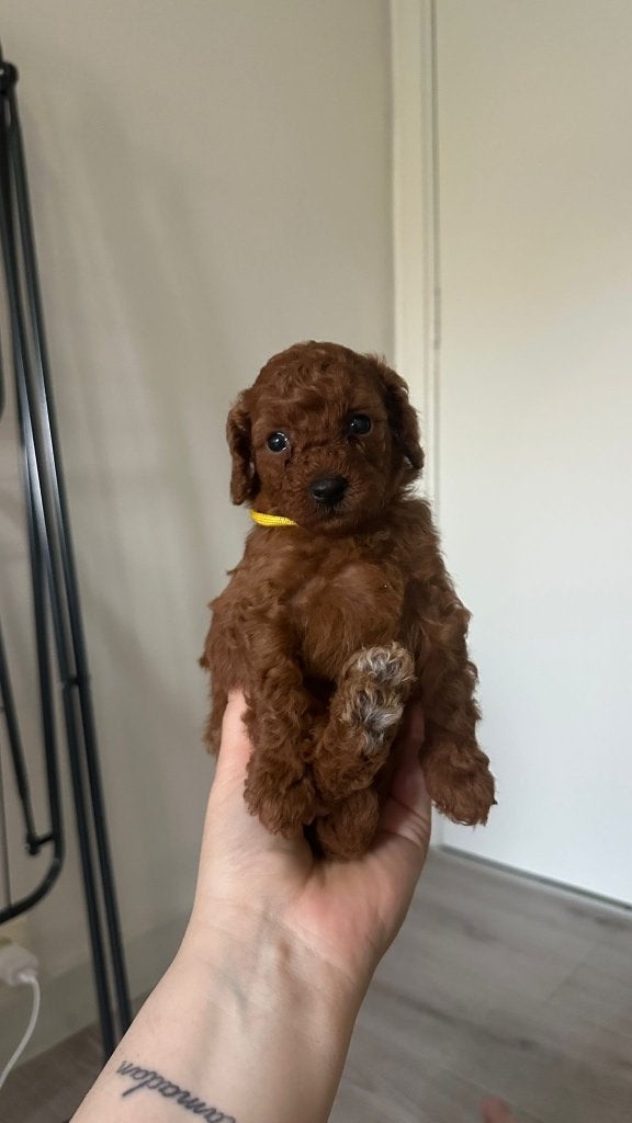 Toypoedel pups, Poedel, België, Fokker | Hobbymatig, 8 tot 15 weken