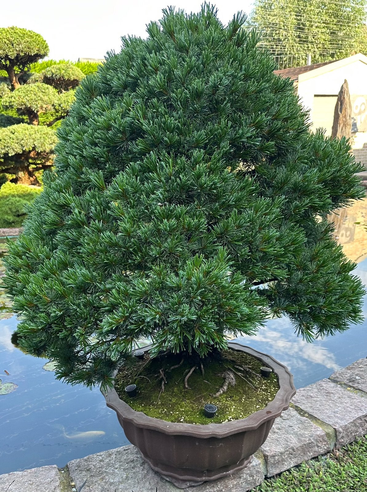 Bonsai pinus parviflora, Enlèvement