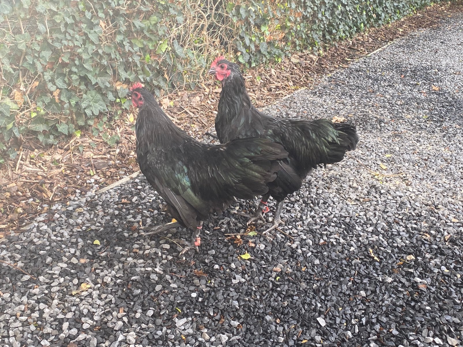 2 zwarte australorp hanen, Animaux & Accessoires