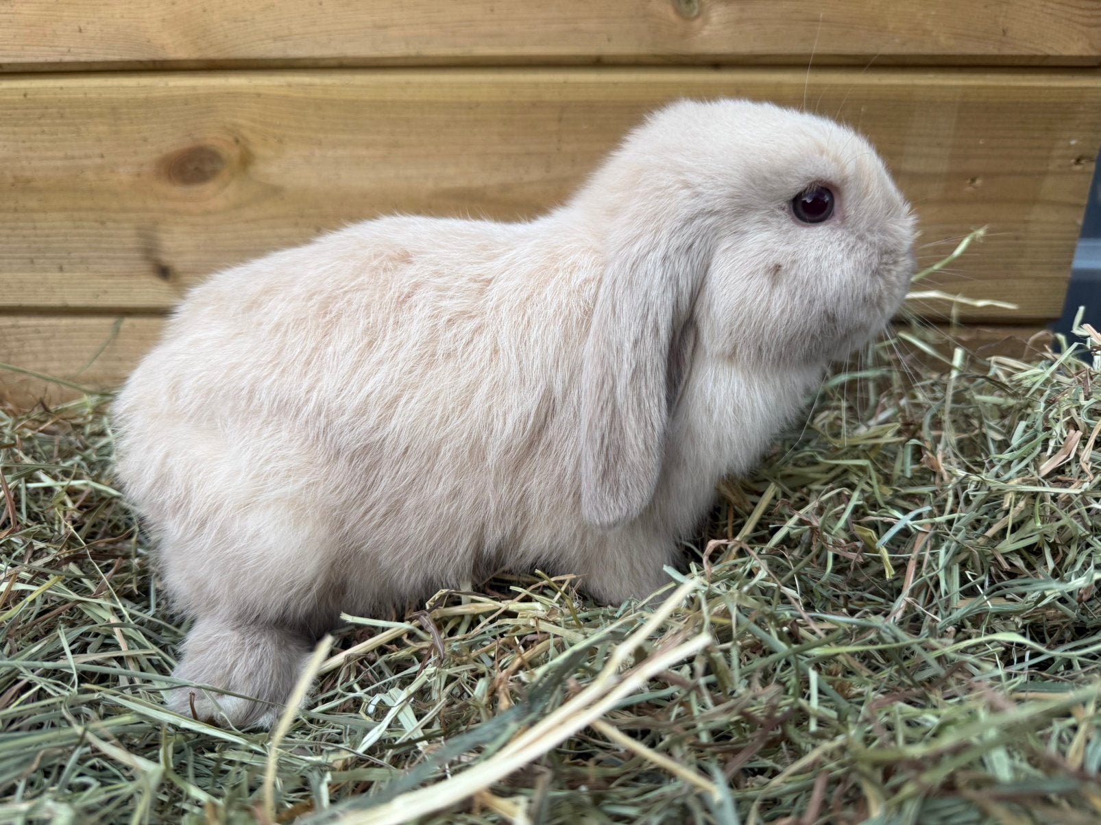 Nhd ram, Mâle, Nain, Oreilles tombantes, 0 à 2 ans