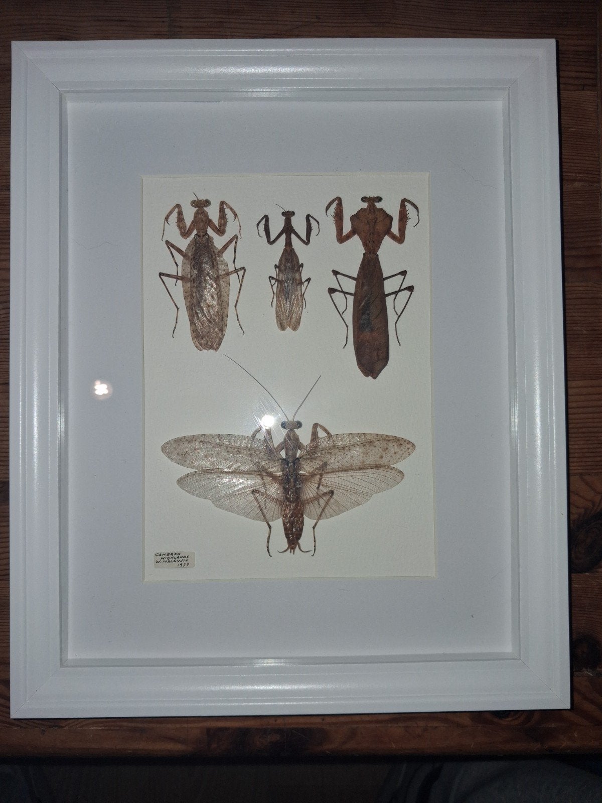 4 mantes de Malaisie dans cadre 22x28cm blanc entomologie, Huis en Inrichting, Ophalen of Verzenden, Zo goed als nieuw, Wit