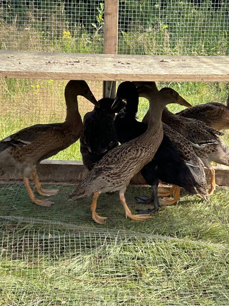 Indische loopeenden, Dieren en Toebehoren, Pluimvee, Meerdere dieren, Eend
