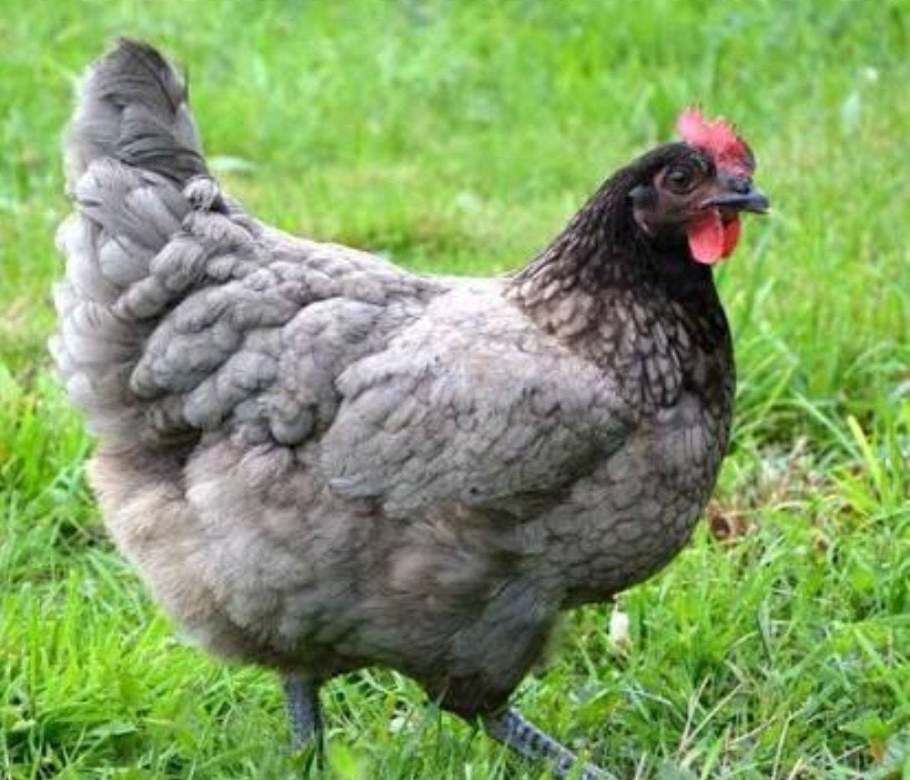 bleu de landes legkippen, Dieren en Toebehoren, Kip