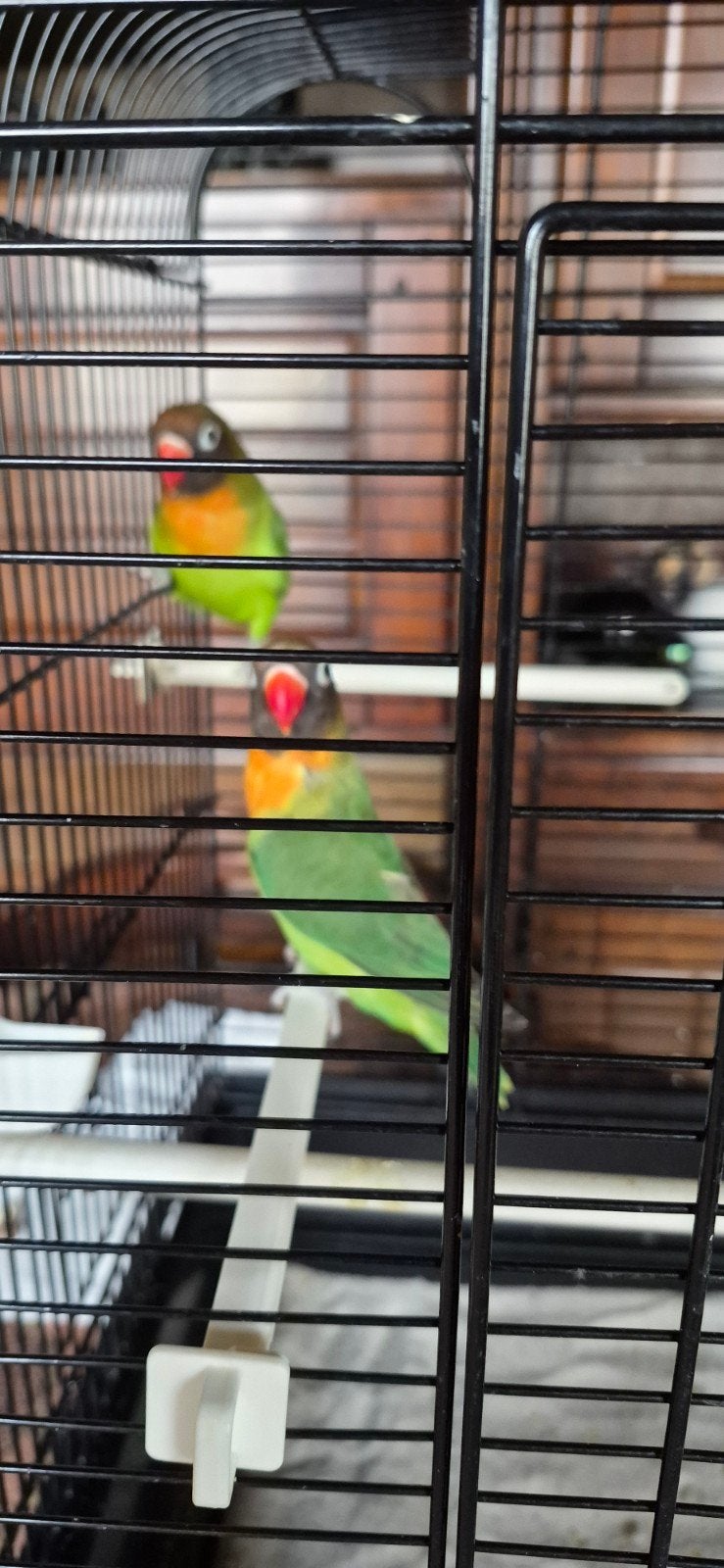 mooie dwergparkietjes , in huis grootgebracht, Mâle, Perroquet nain ou Inséparable