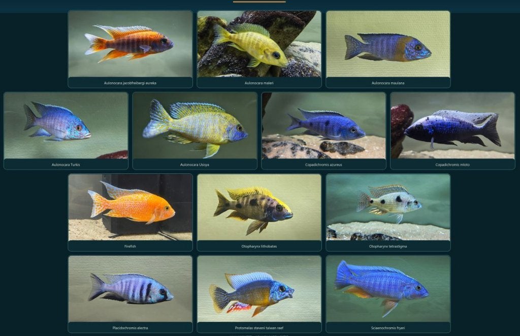 Volledig all male malawi cichliden bestand Utaka, Vis, Zoetwatervis