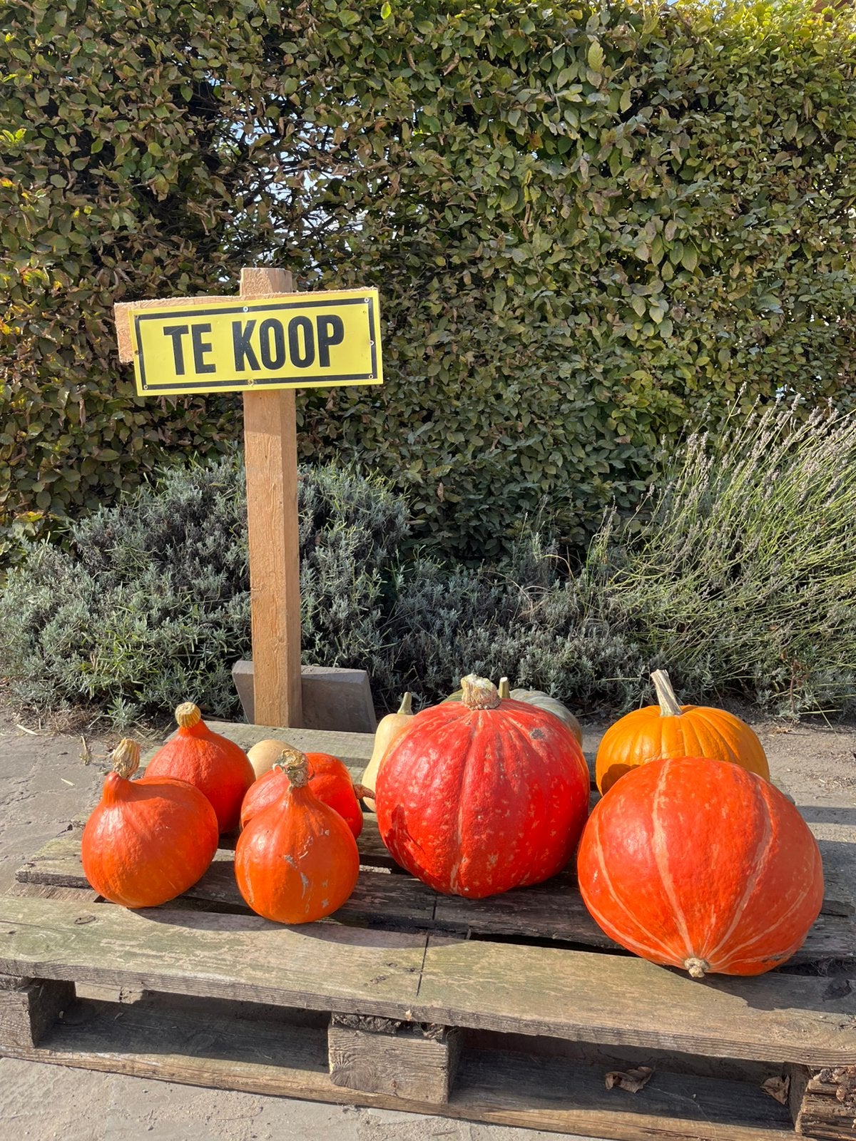Pompoenen, Divers, Enlèvement