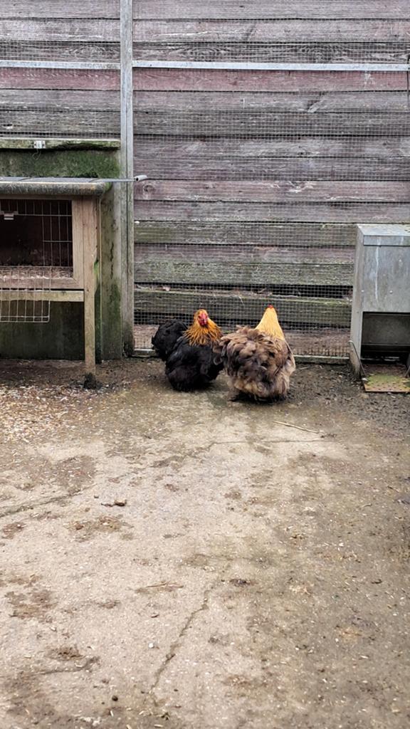 Cochen kippen, Dieren en Toebehoren, Vrouwelijk, Kip