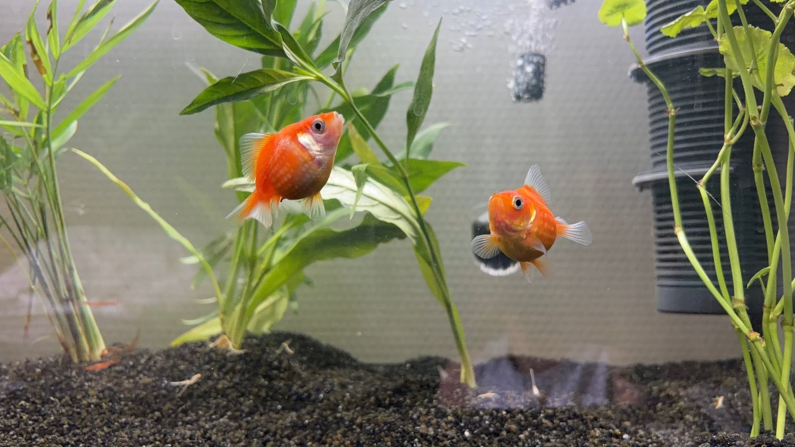 Oranje fancy goudvissen te koop, Dieren en Toebehoren, Ophalen