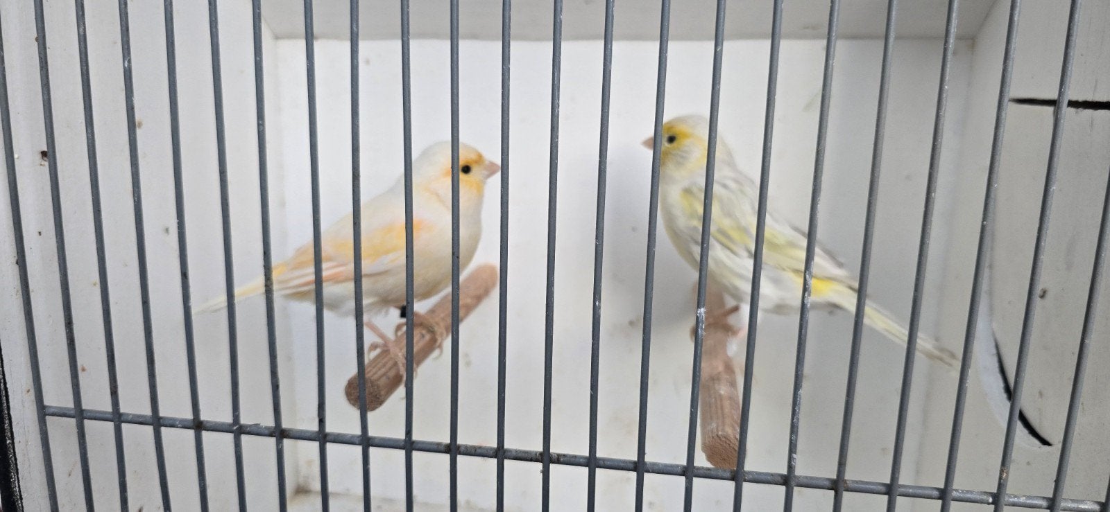 Koppel kanarie, Dieren en Toebehoren