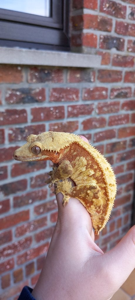 Bewezen Rode High White wimpergekko vrouw, Lézard, Domestique, 3 à 6 ans