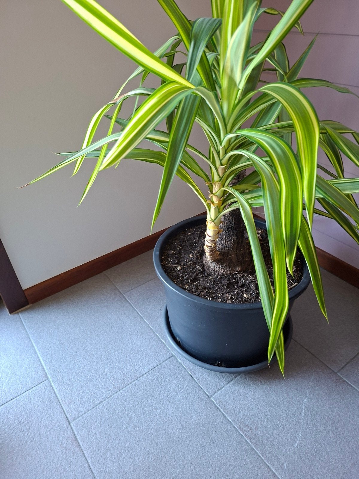 yucca variegata, Ophalen, Vaste plant