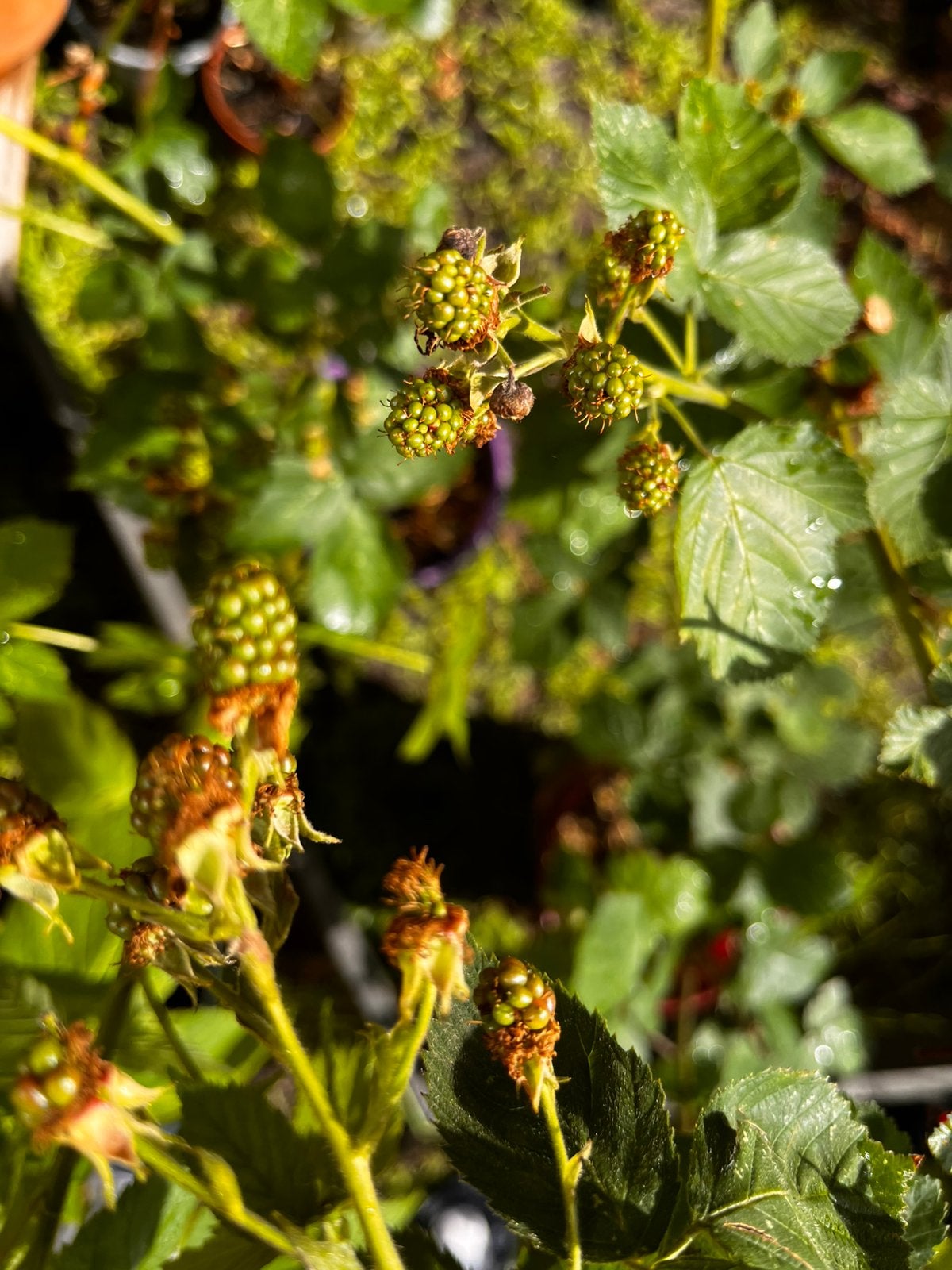 Te Koop: Mooie Bramenstruiken met Vruchten!, Tuin en Terras, Planten | Tuinplanten, Vaste plant, Ophalen of Verzenden, Halfschaduw