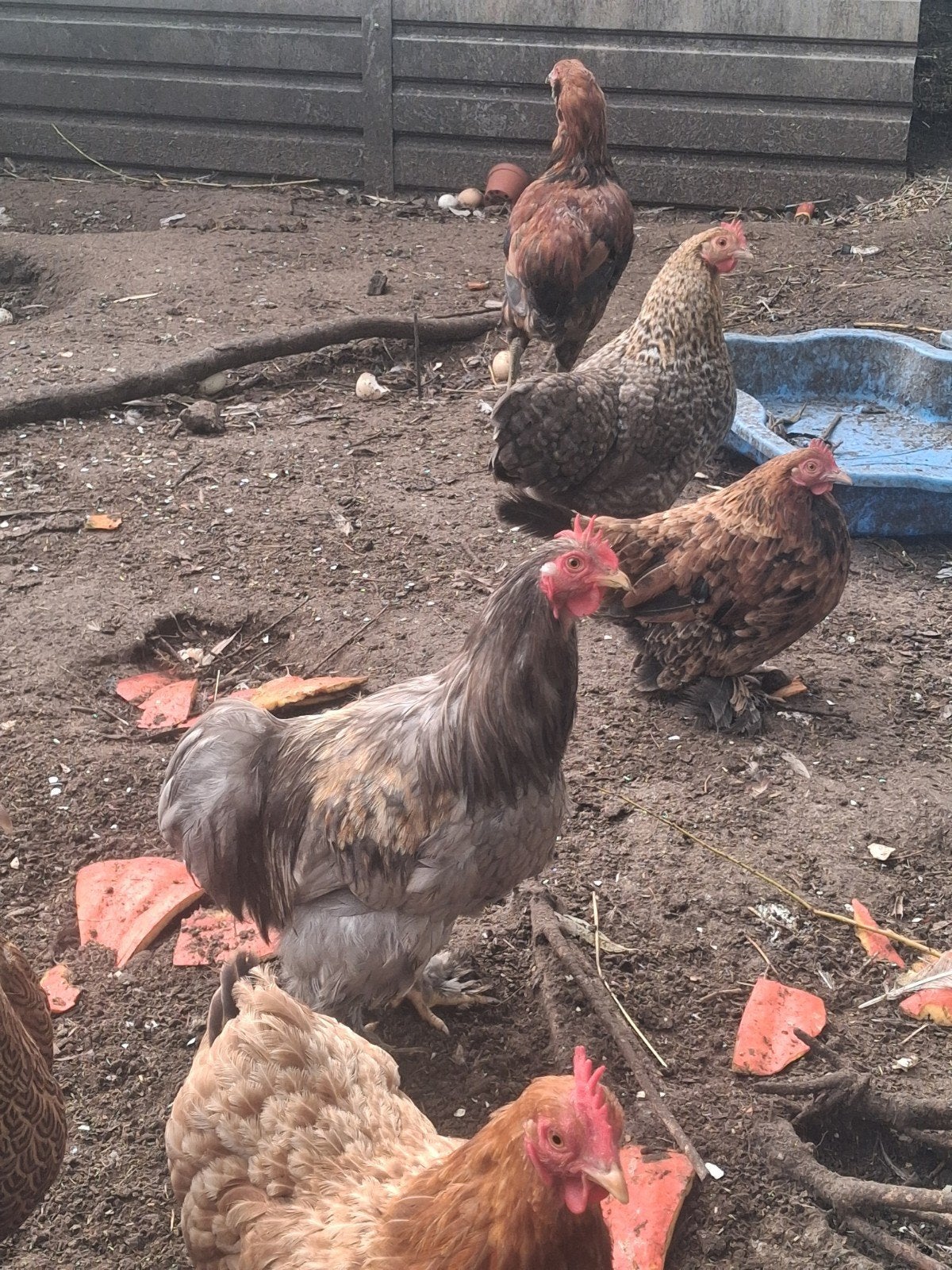 Cochin kriel haantje, Dieren en Toebehoren, Mannelijk, Kip