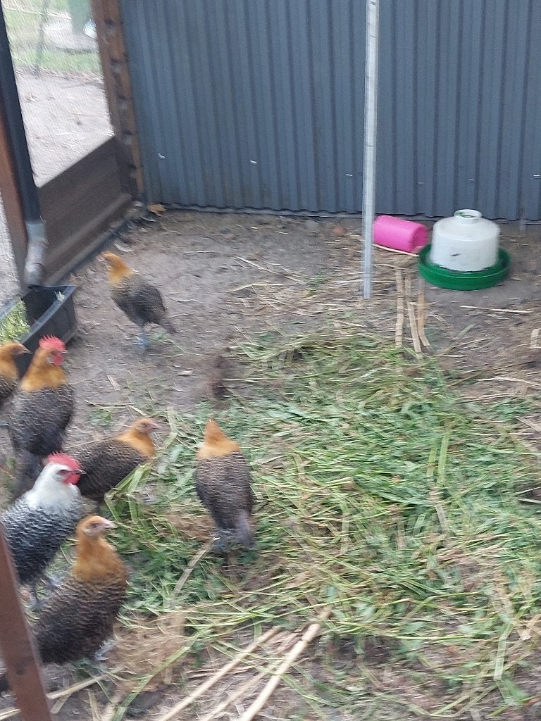 leghennen  kempisch hoen, Dieren en Toebehoren, Vrouwelijk, Geringd