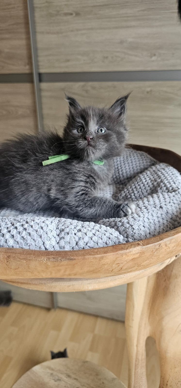 Maine coon kittens xxl met kampioen stamboom Russisch lijn, Animaux & Accessoires, Chats & Chatons | Chats de race | Poil long