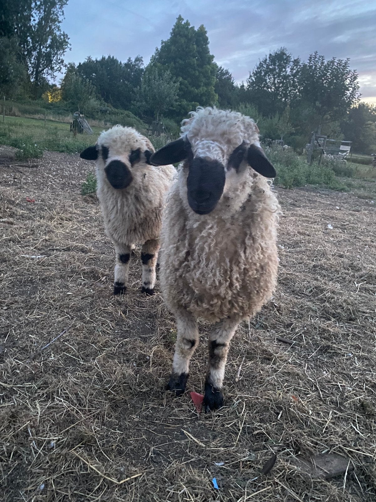 Rammen, Dieren en Toebehoren, Mannelijk, Schaap, 0 tot 2 jaar