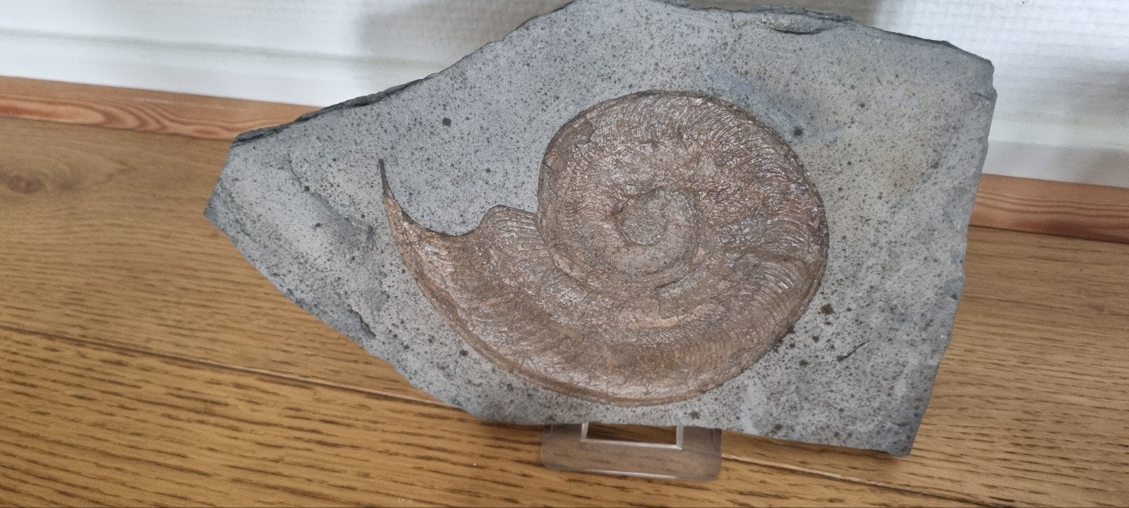 fossile, Enlèvement