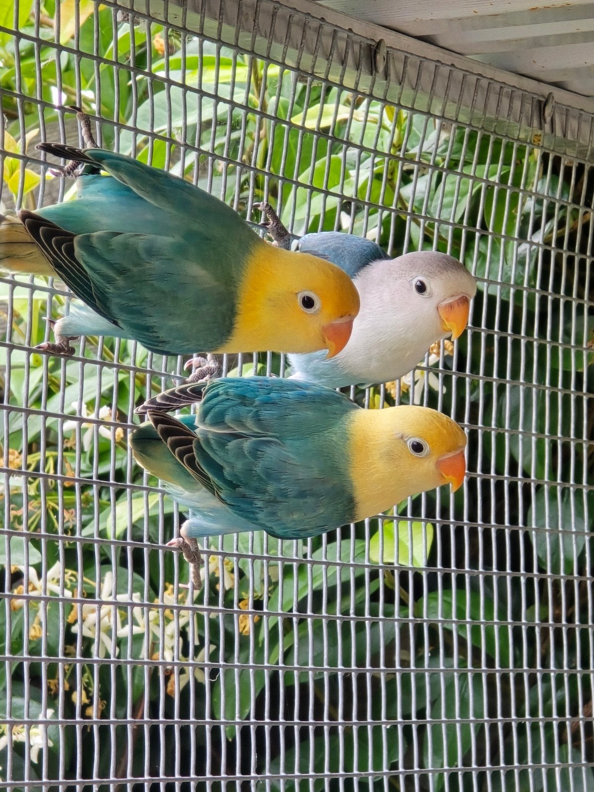 Agapornis Fischeri jongen 2026, Sexe inconnu, Perroquet nain ou Inséparable, Bagué